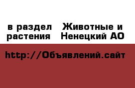  в раздел : Животные и растения . Ненецкий АО